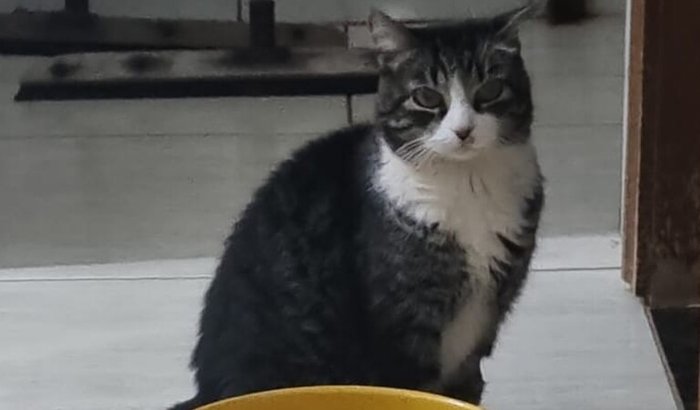 REDONDA: Gatinha Renal