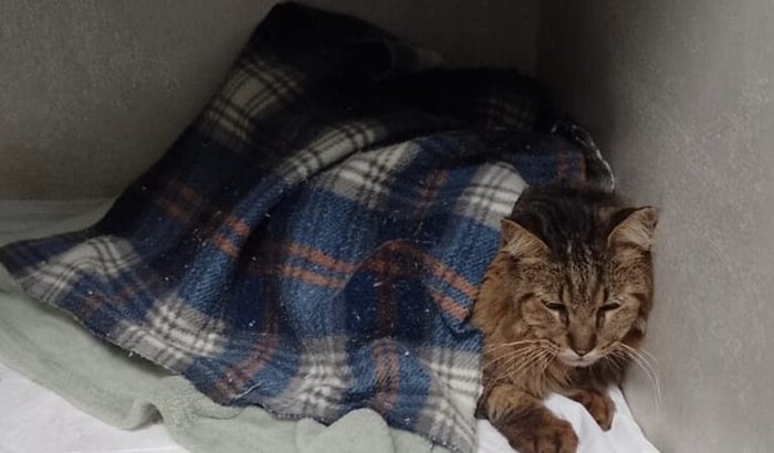 Despesas de gatinho com felv que teve a bexiga rompida por obstrução uretral