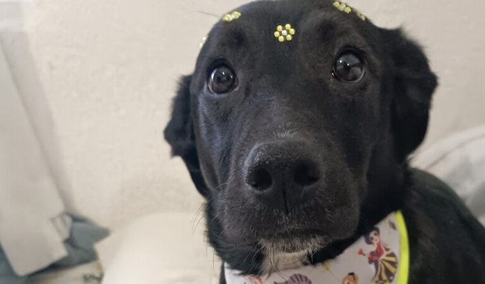 ZOE: da dor à esperança