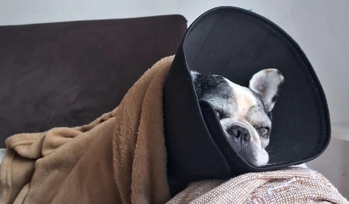 URGENTE - Ajude o Teco 💔🐶