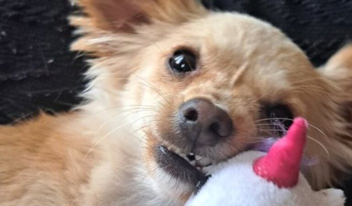 CIRURGIA URGENTE para salvar a patinha do Tica!🐶🆘️