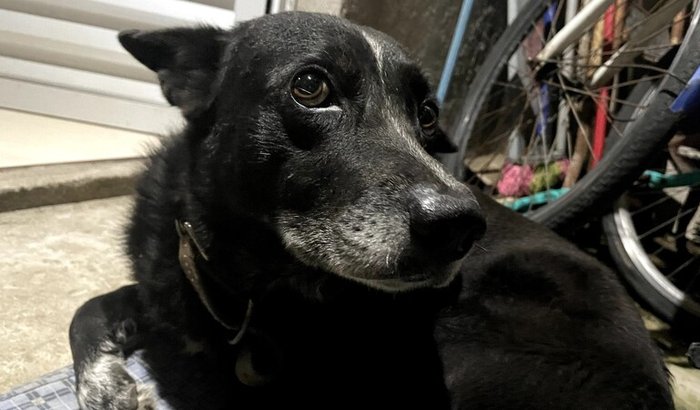 Ajude no valor da cirurgia e no pós-operatório do T'Challa