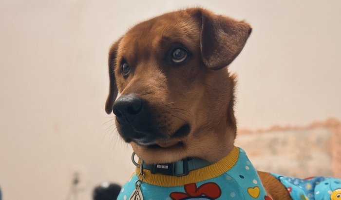 🆘 Ajude o Scooby a Vencer a Cinomose 🐾💔