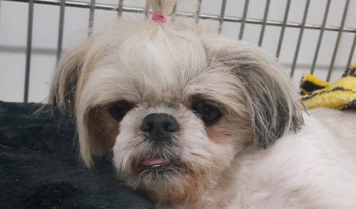 Ajuda na Cirurgia da Mel