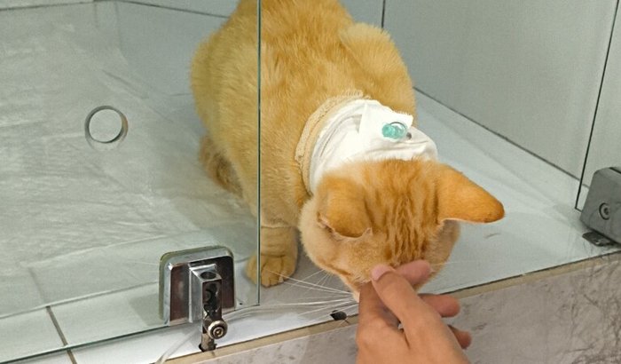 Ajudar cirugia do meu gatinho