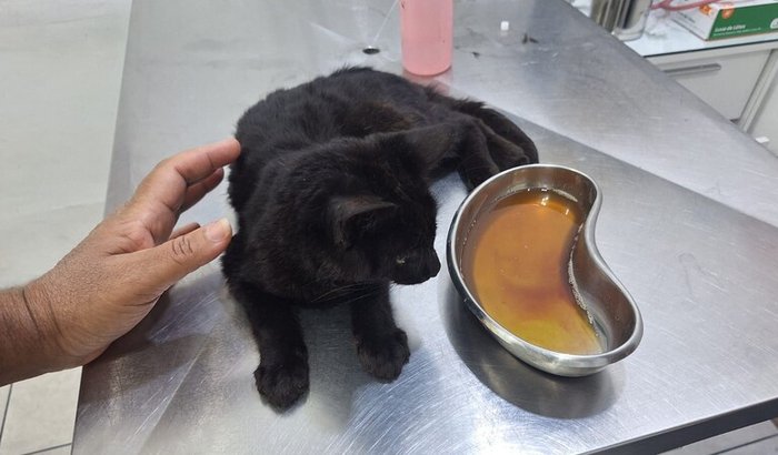 Ajude o Noah na luta contra a PIF (Peritonite Infecciosa Felina)