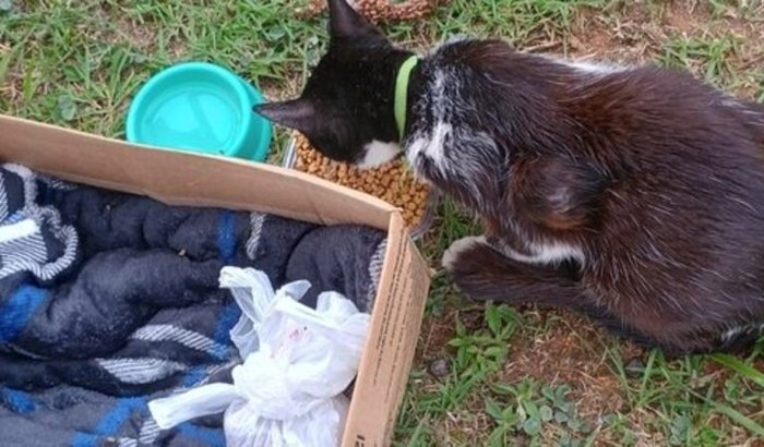 Ajuda pro gatinho Fiapo da UFABC