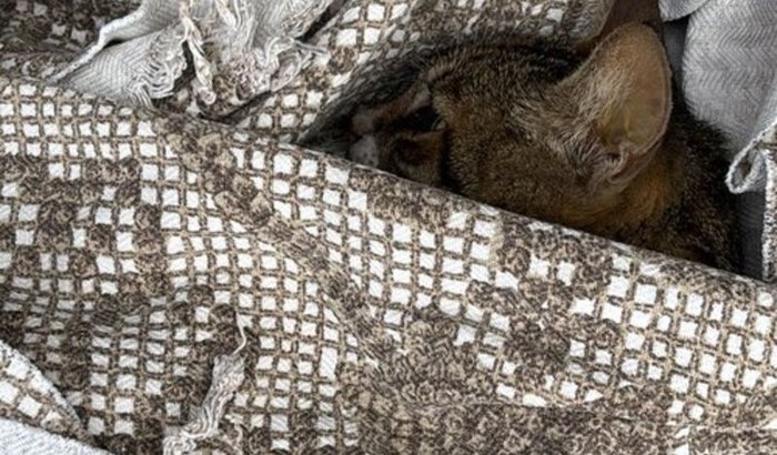 Vakinha da Íris - etapa final com gratidão🤍⭐️