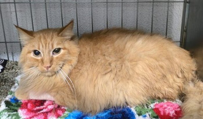 Cirurgia fraturas gato romeu