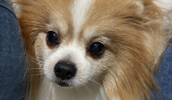 Ajude o Bob a voltar a sorrir