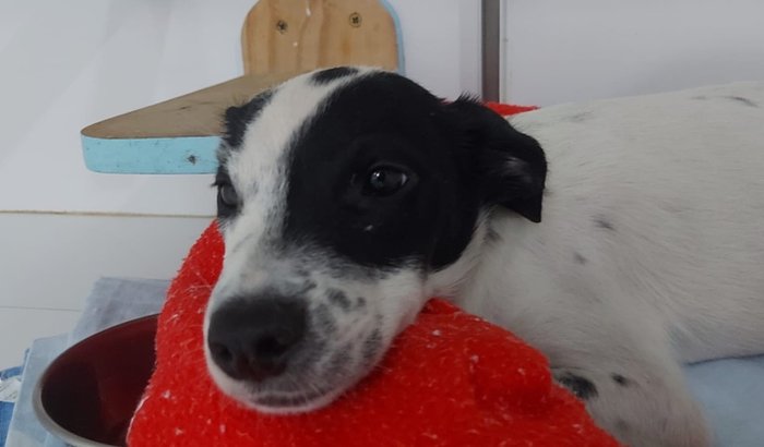 O Raul precisa da sua ajuda!