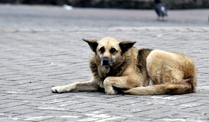Canil Comunitário - S.O.S Animal