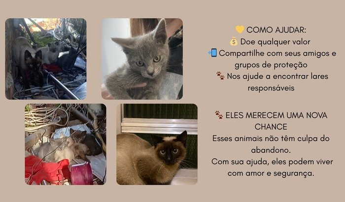 Ajuda a Mona e seus filhotes