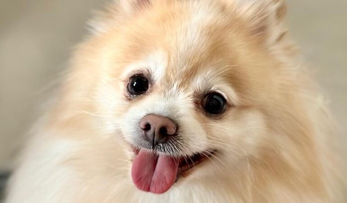 🐾 Ajude o Frederico a voltar a andar! 💔