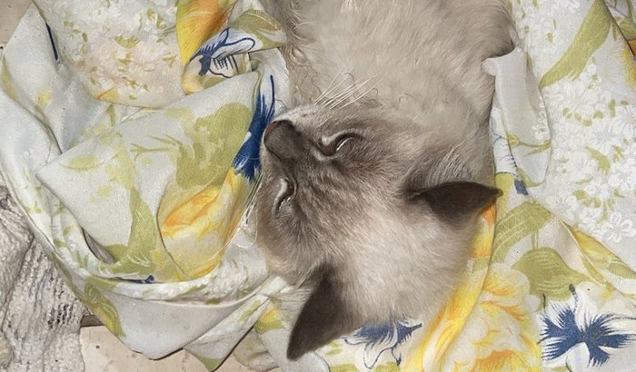 Ajude na Cirurgia da Nina