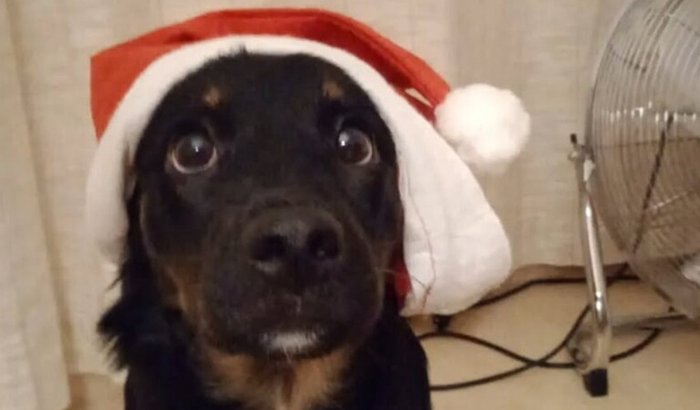 Ajude Gal Costa a ficar boa