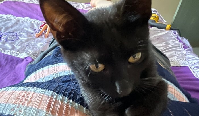 Ajudem o Veludo, nosso gatinho