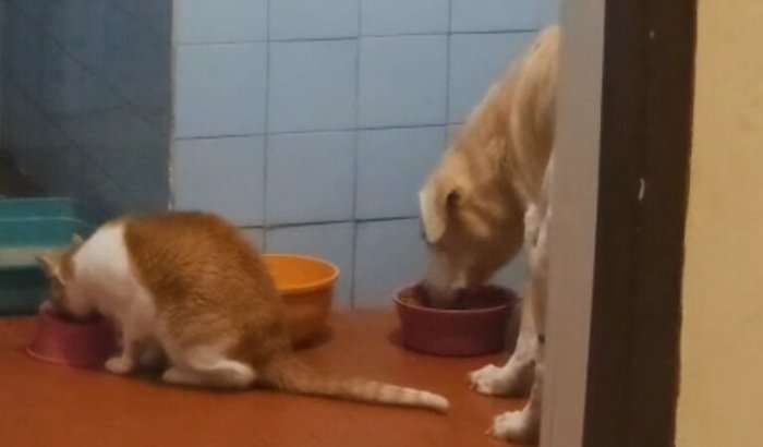 Ajudar animais da minha mae internada