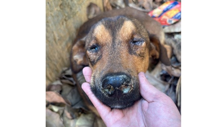 Tratamento de cinomose Jorginho
