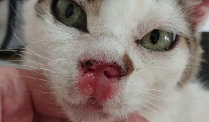 Ajude a branca iniciar o tratamento de câncer ela precisa urgente