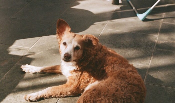 Internação da Suri