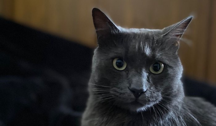 Cirurgia do Marlboro