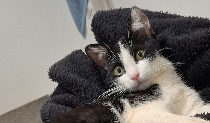 Castração Gata Mia