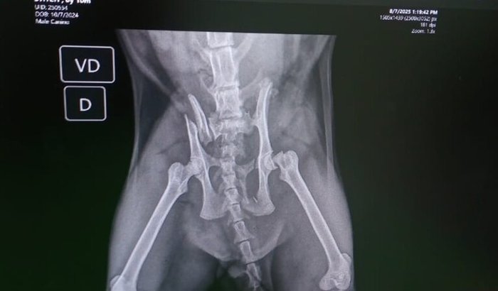 Ajuda o gatinho aventureiro Stitch.