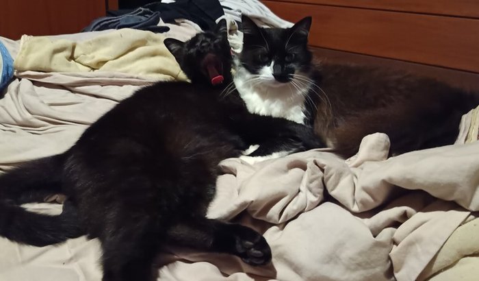 Tela para a sacada do Prof Gabriel 🐈🐈