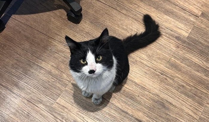 Ajude nosso mascotinho Sportinho