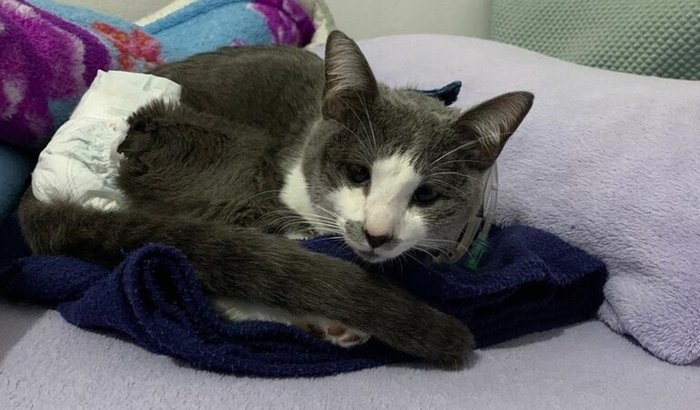 Tratamento da doença PIF - Frajola