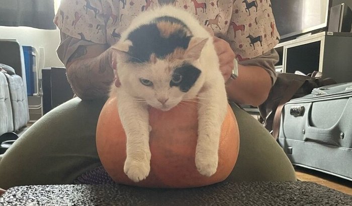 Missão Ombrinho Saudável da Agnes