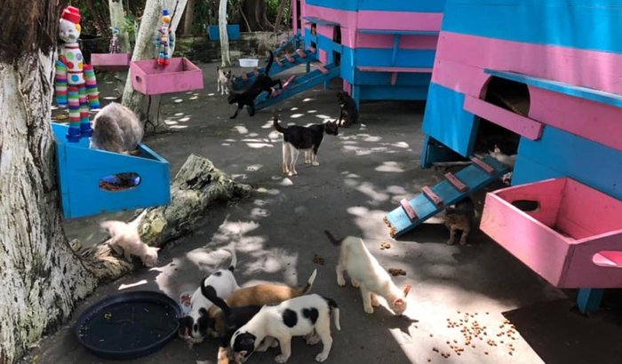 Gatil do sitio dos gatos São Luis Maranhão