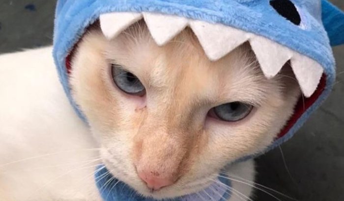 Ajude com a cirurgia do Joca