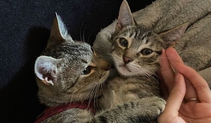 Ajude a Ana Catarina e o Theodoro