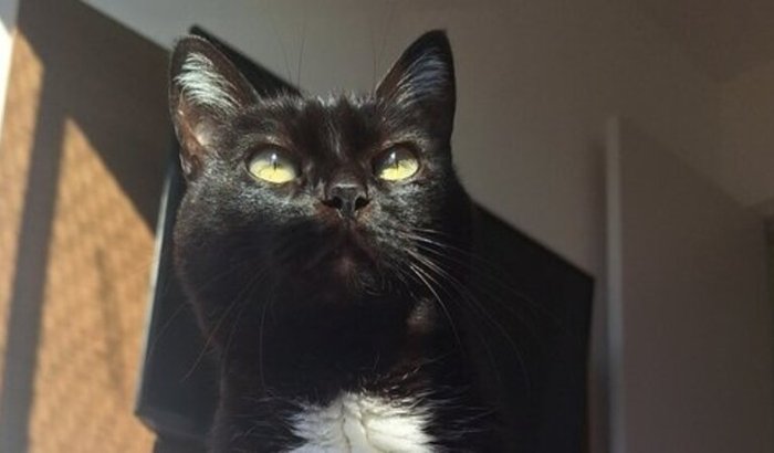 Pantera em Luta Pela Vida: Seja Parte da Cura! 🙌