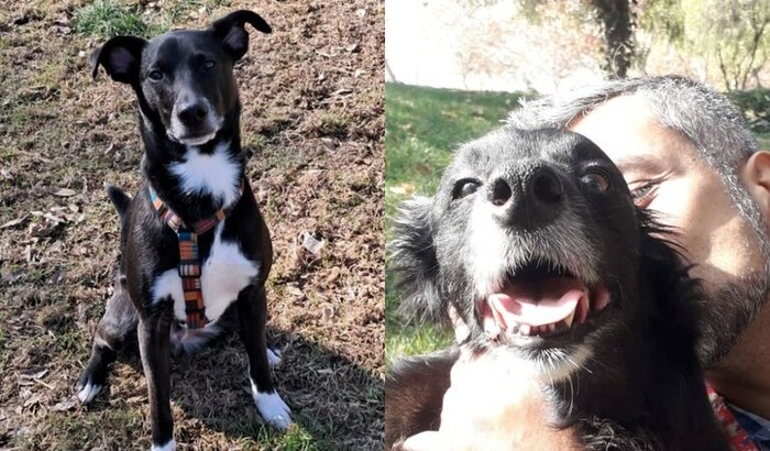 Ajude Guido e Chinque a reencontrar seus pais no Brasil