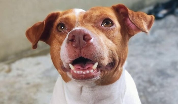 Ajude a Xena a conseguir sua cirurgia