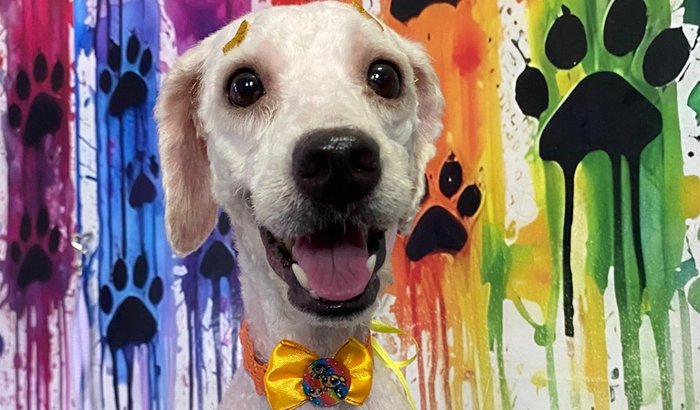 Ajude a Violeta 🐶