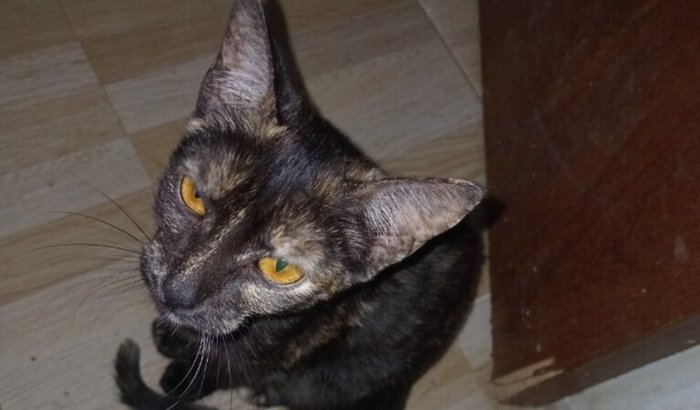 SALVE A VIDA DA RAVENA