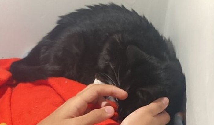 Meu Irmão Está Prestes a Perder Seu Melhor Amigo – Ajude o Frajola 💔