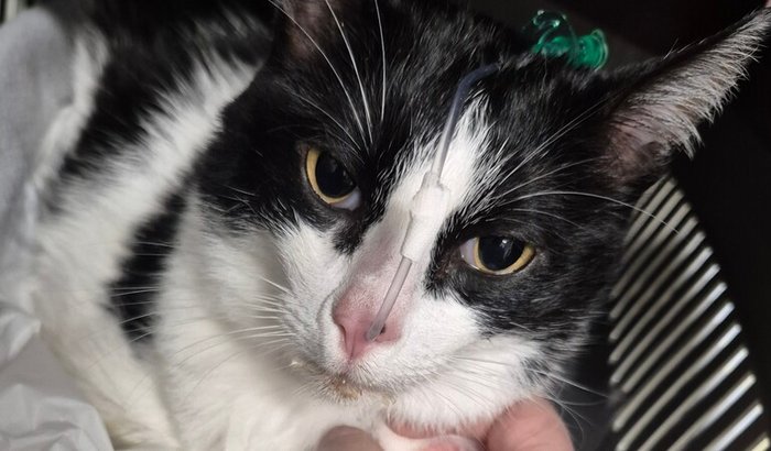 Ajuda para gatinha Agnes