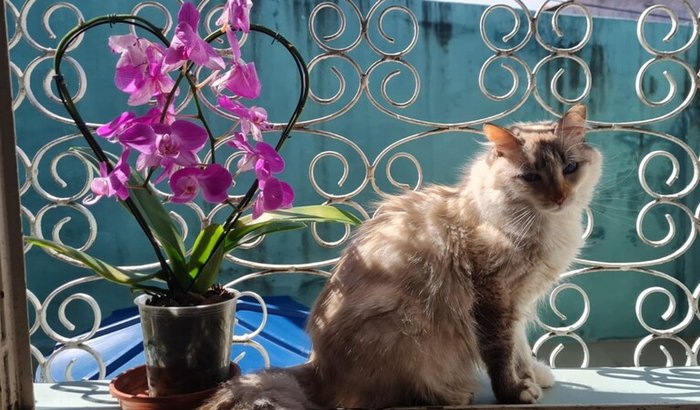 Por Favor, Ajude a Salvar a Penélope!