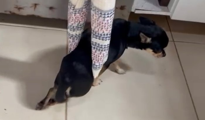 Juju precisa da sua ajuda ❤️🩹🐾