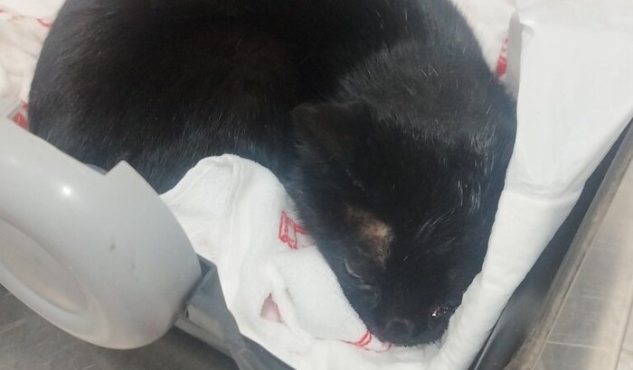 Ajude a Sansa a ter uma segunda chance