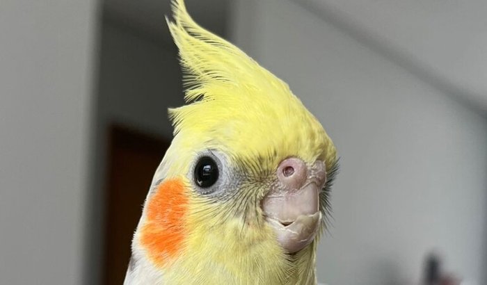 Vakinha do Dorival para um viveiro maior