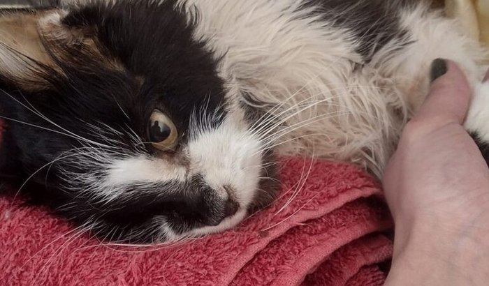 Ajuda para salvar o Luke