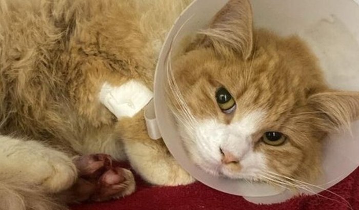 POR FAVOR ME AJUDE A SALVAR O MARSHALL