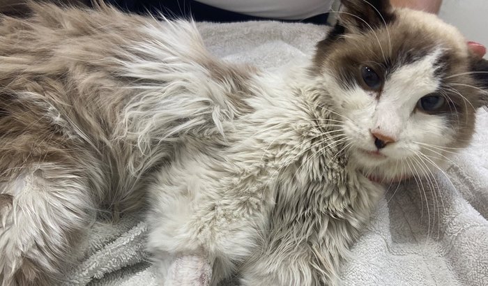 Ajuda Tratamento PIF - gatinho Luke