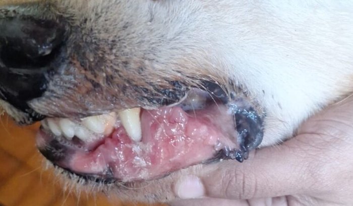 Tratamento de câncer da Lassie